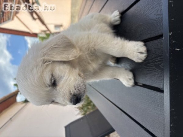Goldenretriever kisfiú