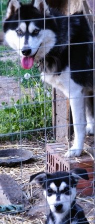 Husky