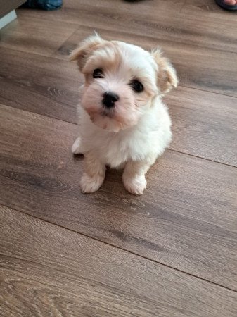 Bichon havanese