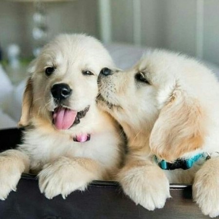 golden retriever