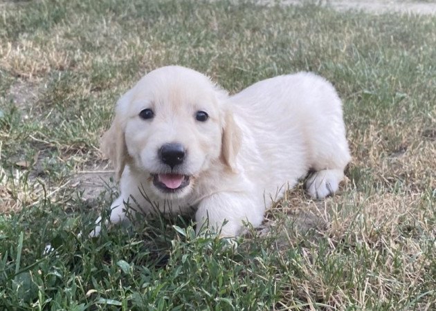 Golden retriever