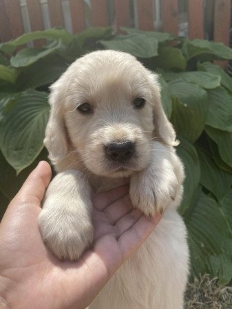 Golden retriever