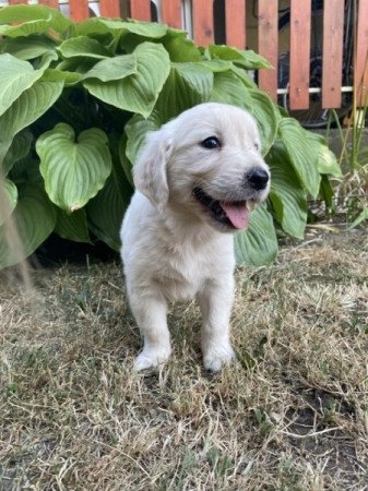 Golden retriever