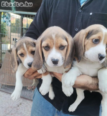 ute és a legjobb beagle kölykök eladók