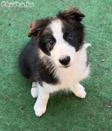 Tőrzskönyves  Border Collie Kiskutyák