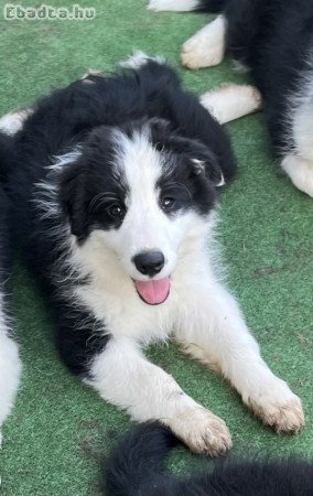 Tőrzskönyves  Border Collie Kiskutyák