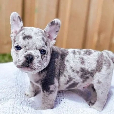 Francia bulldog