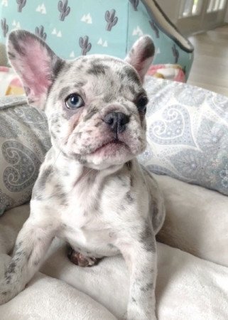 Francia bulldog