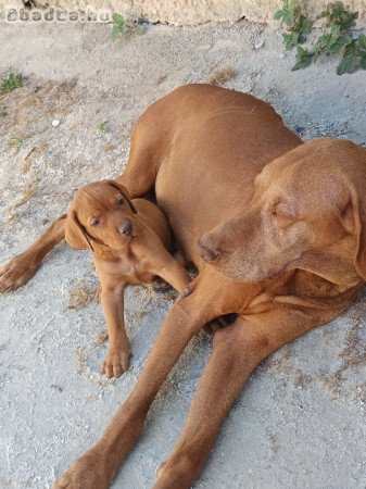 Magyar vizsla kiskutyák oltva, féregtelenítve