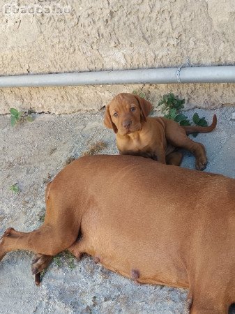 Magyar vizsla kiskutyák oltva, féregtelenítve