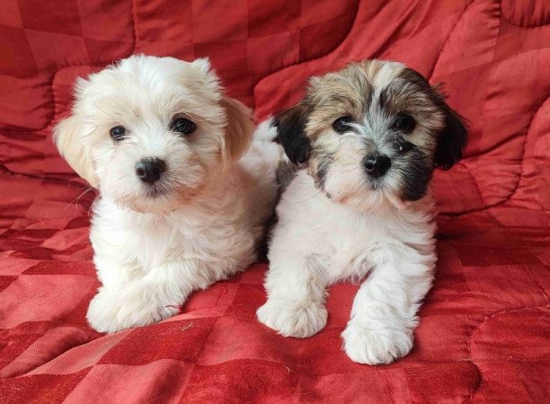 Bichon havanese