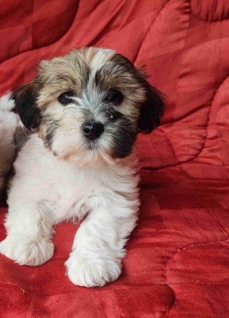 Bichon havanese