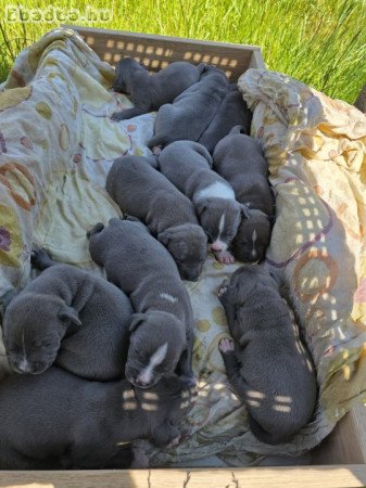 Staffordshire terrier kölykök