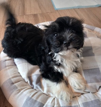 Bichon Havanese
