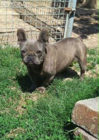 Felnőtt, kék (Blue) színű Francia bulldog nőstény