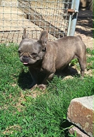 Felnőtt, kék (Blue) színű Francia bulldog nőstény