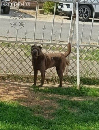Fiatal Shar-pei szuka