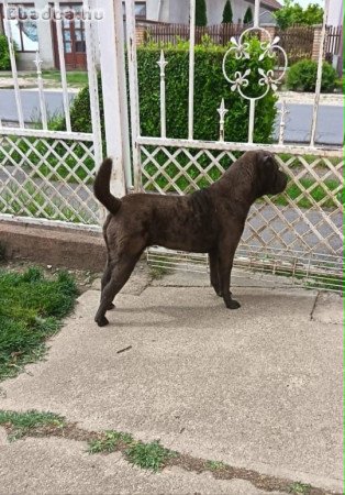 Fiatal Shar-pei szuka