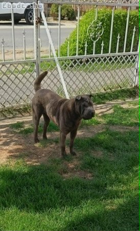 Fiatal Shar-pei szuka