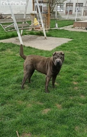 Fiatal Shar-pei szuka
