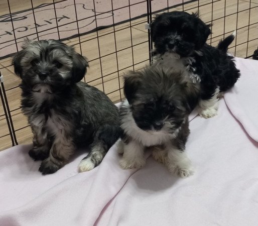 Bichon Havanese