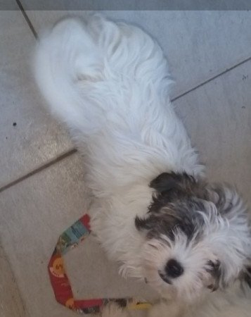 bichon havanese