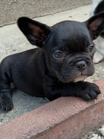 Francia bulldog