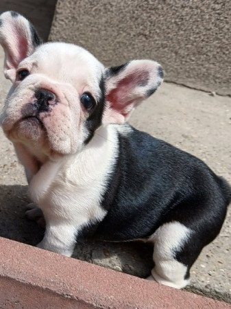 Francia bulldog