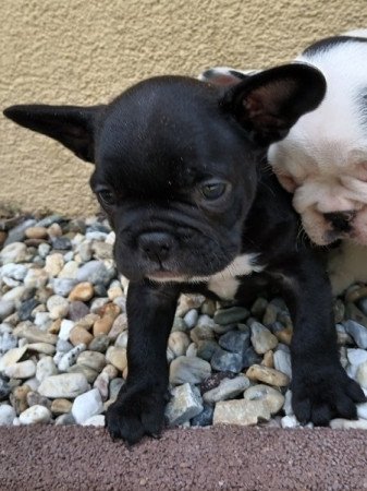 Francia bulldog