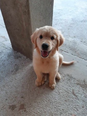 Golden retriever