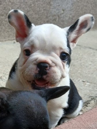 Francia bulldog