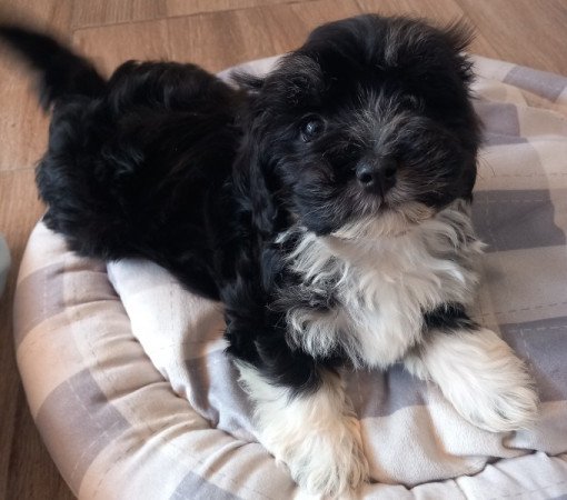 Bichon Havanese