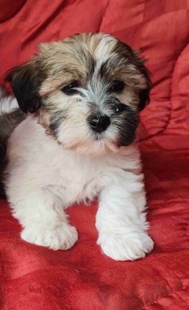Bichon havanese