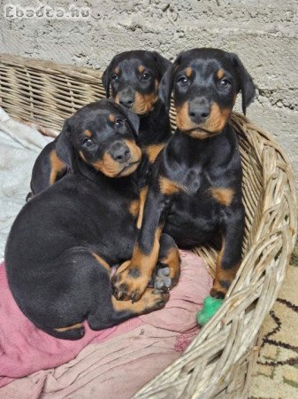 DOBERMANN KÖLYKÖK