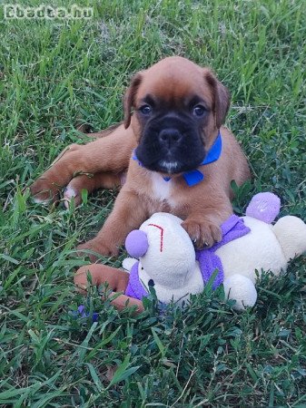 Boxer kiskutyák