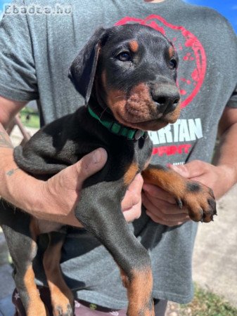 DOBERMANN KÖLYKÖK