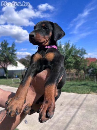 DOBERMANN KÖLYKÖK
