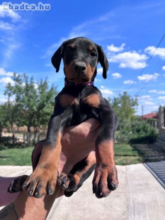 DOBERMANN KÖLYKÖK