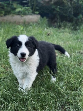 Border Collie