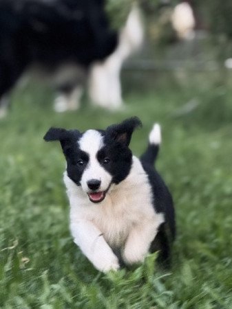 Border Collie