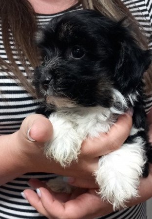 Bichon Havanese