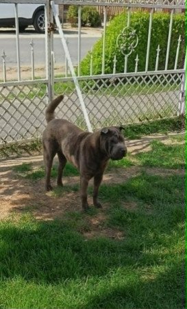 Shar-pei