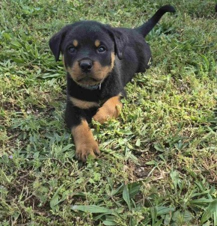 Rottweiler