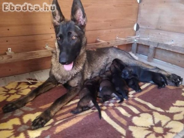 Fajtatiszta jellegű ordas németjuhász