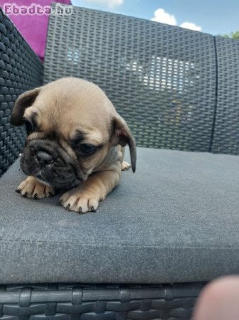 Francia bulldog babák szerető otthont keresnek