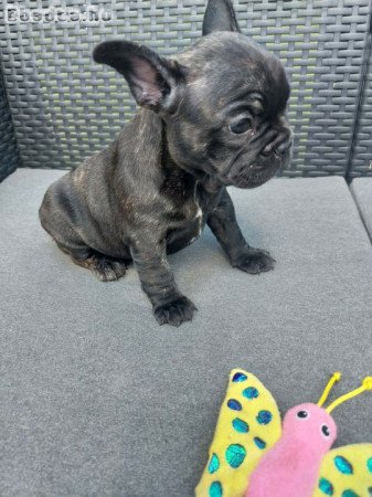Francia bulldog babák szerető otthont keresnek