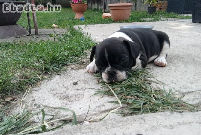Francia bulldog babák szerető otthont keresnek