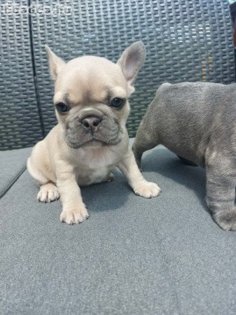 Francia bulldog babák szerető otthont keresnek