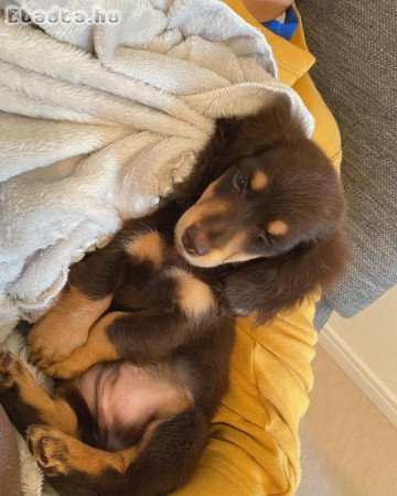 Registered Dachshund puppies for adoption