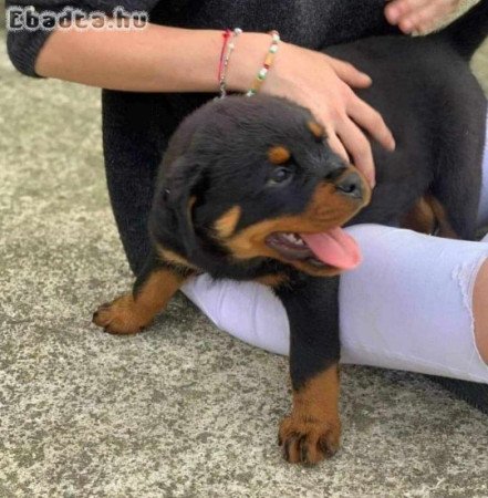 German Rottweiler puppy for adoption or Rehoming